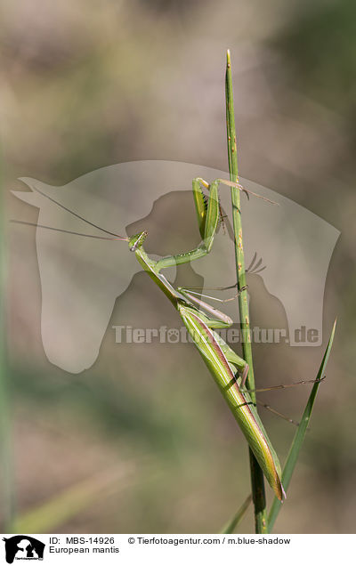 European mantis / MBS-14926