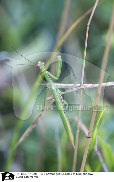 Europische Gottesanbeterin / European mantis / MBS-14928