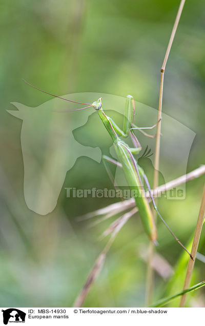 Europische Gottesanbeterin / European mantis / MBS-14930