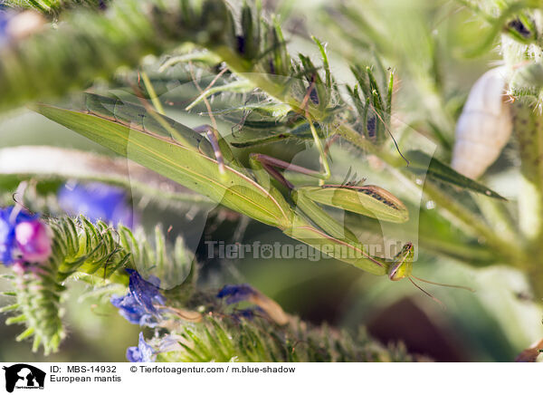 Europische Gottesanbeterin / European mantis / MBS-14932