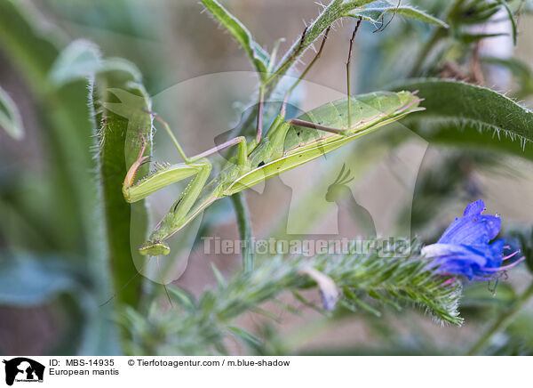 European mantis / MBS-14935