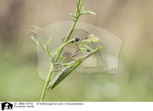 Europische Gottesanbeterin / European mantis / MBS-15734