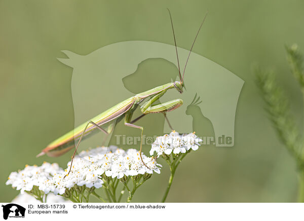 Europische Gottesanbeterin / European mantis / MBS-15739