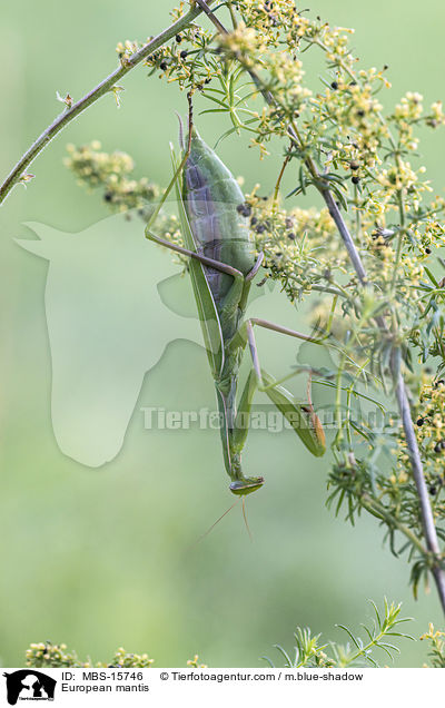 European mantis / MBS-15746