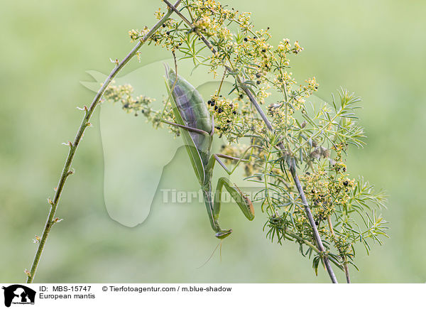 Europische Gottesanbeterin / European mantis / MBS-15747