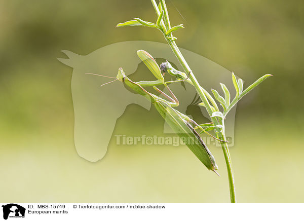 Europische Gottesanbeterin / European mantis / MBS-15749