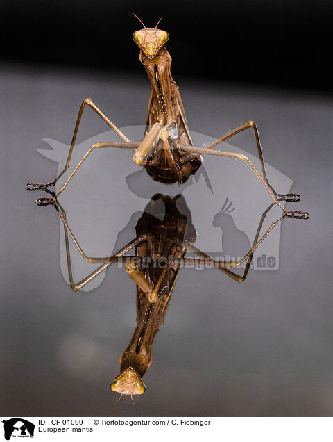 Europische Gottesanbeterin / European mantis / CF-01099