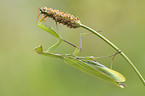 European mantis