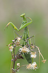 European mantis