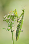 European mantis
