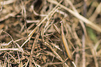 European mantis