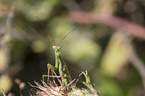 European mantis