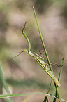 European mantis