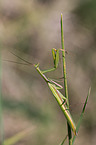 European mantis