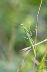 European mantis