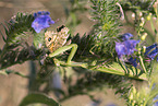 European mantis