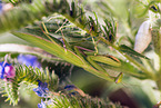 European mantis