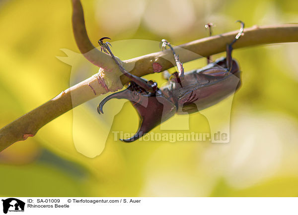 Nashornkfer / Rhinoceros Beetle / SA-01009