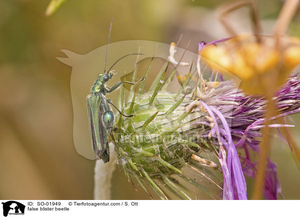 false blister beetle / SO-01949