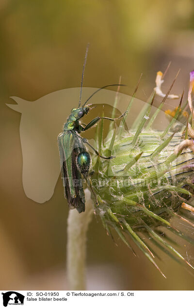 false blister beetle / SO-01950