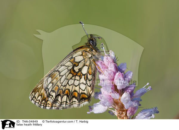 Baldrian-Scheckenfalter / false heath fritillary / THA-04849
