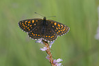 false heath fritillary