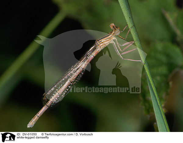 Gemeine Federlibelle / white-legged damselfly / DV-01050