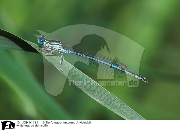 white-legged damselfly / JOH-01111