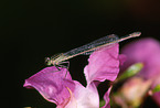 white-legged damselfly