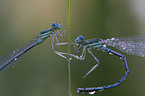 white-legged damselfly