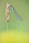 damselfly