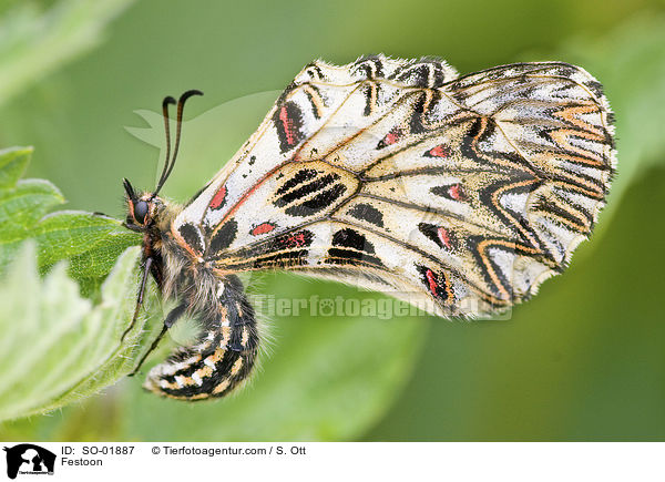 Festoon / SO-01887
