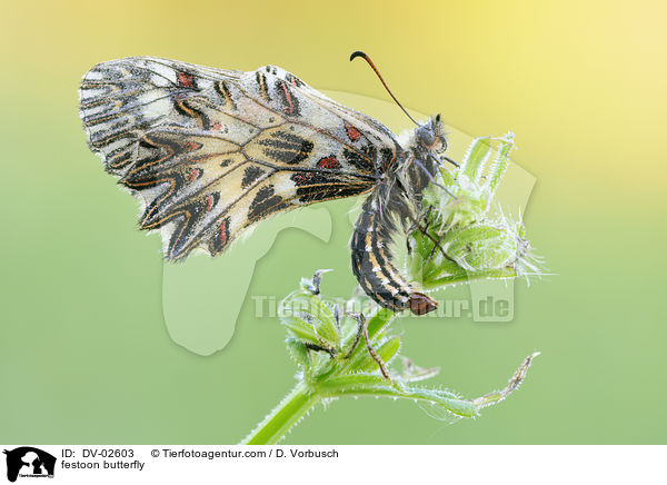 Osterluzeifalter / festoon butterfly / DV-02603