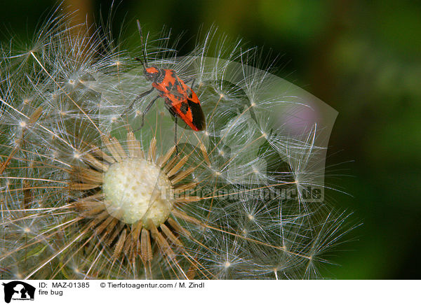 fire bug / MAZ-01385