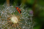 fire bug
