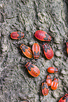 firebugs