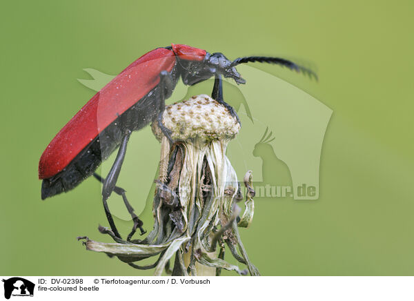 Feuerkfer / fire-coloured beetle / DV-02398