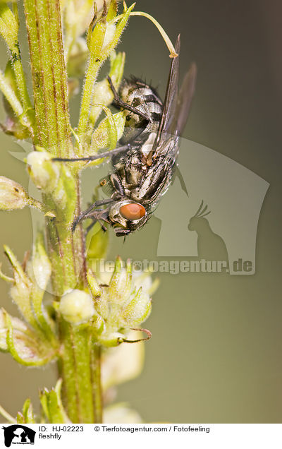 Fleischfliege / fleshfly / HJ-02223