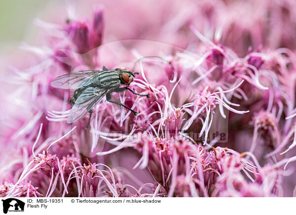 Fleischfliege / Flesh Fly / MBS-19351
