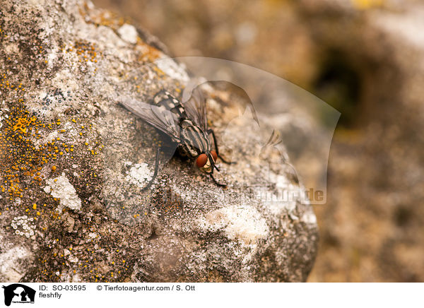 fleshfly / SO-03595