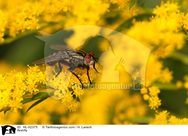 fleshfly / HL-02375