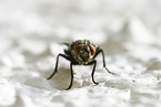 fleshfly