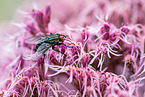 Flesh Fly