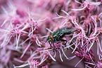 Flesh Fly