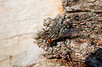 fleshfly