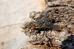 fleshfly