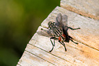fleshfly