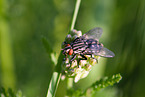 fleshfly