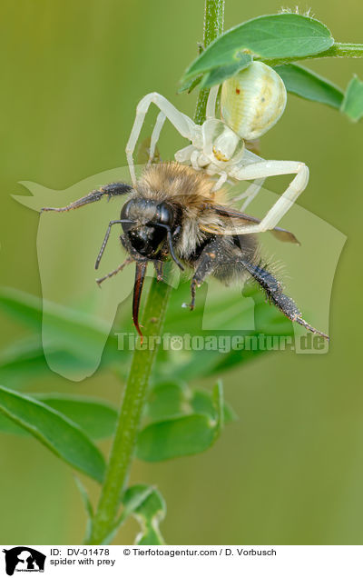 Vernderliche Krabbenspinne mit Beute / spider with prey / DV-01478