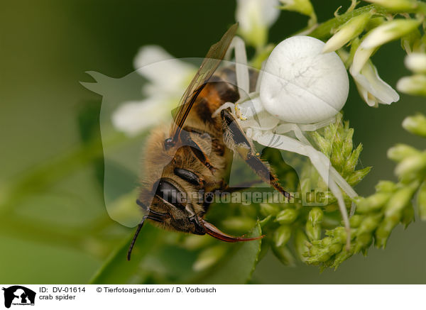 Vernderliche Krabbenspinne mit Beute / crab spider / DV-01614